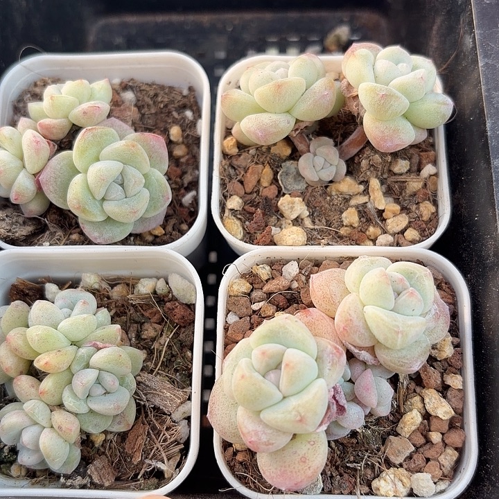 108 号到手1框一物一拍