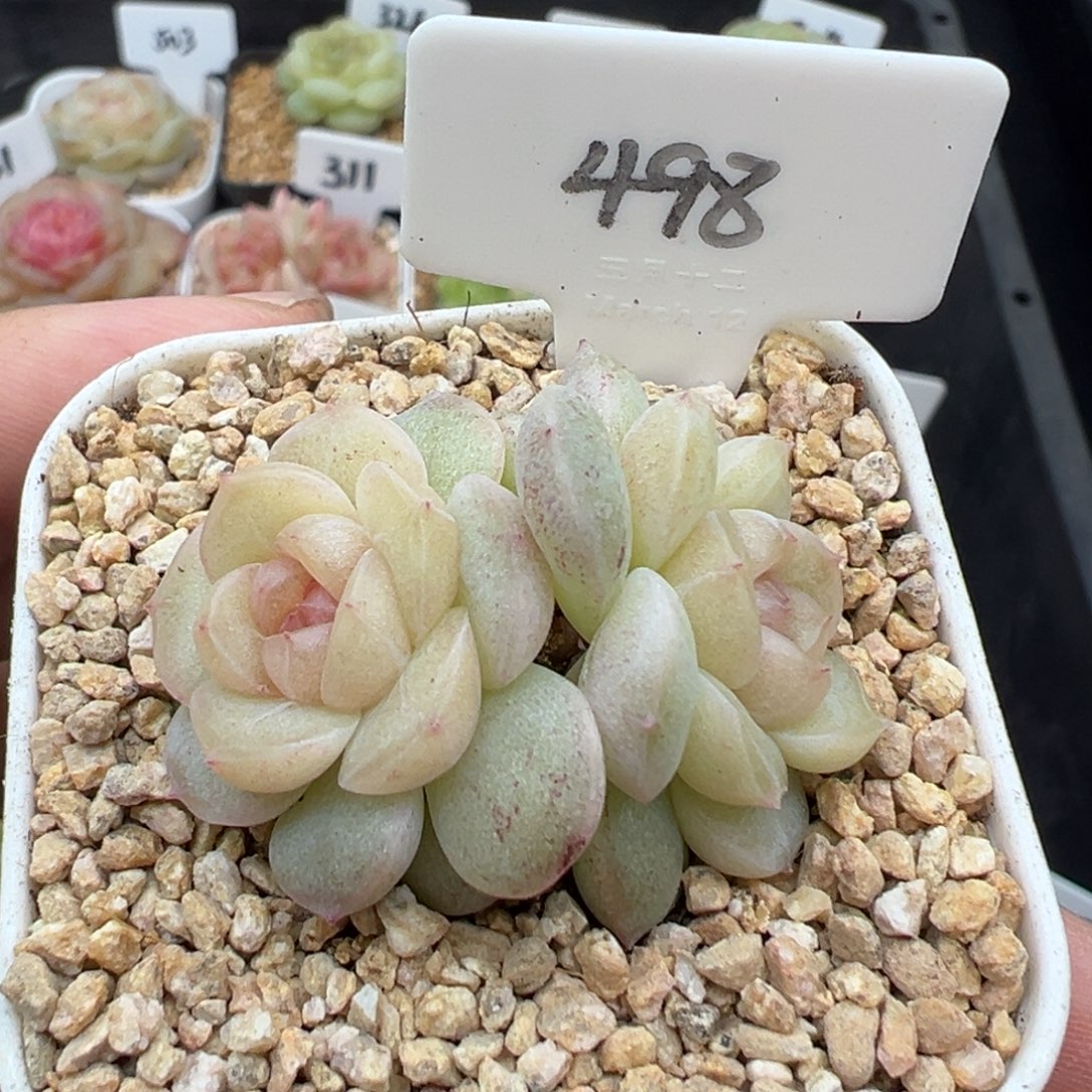 498号风花雪月系列仙音