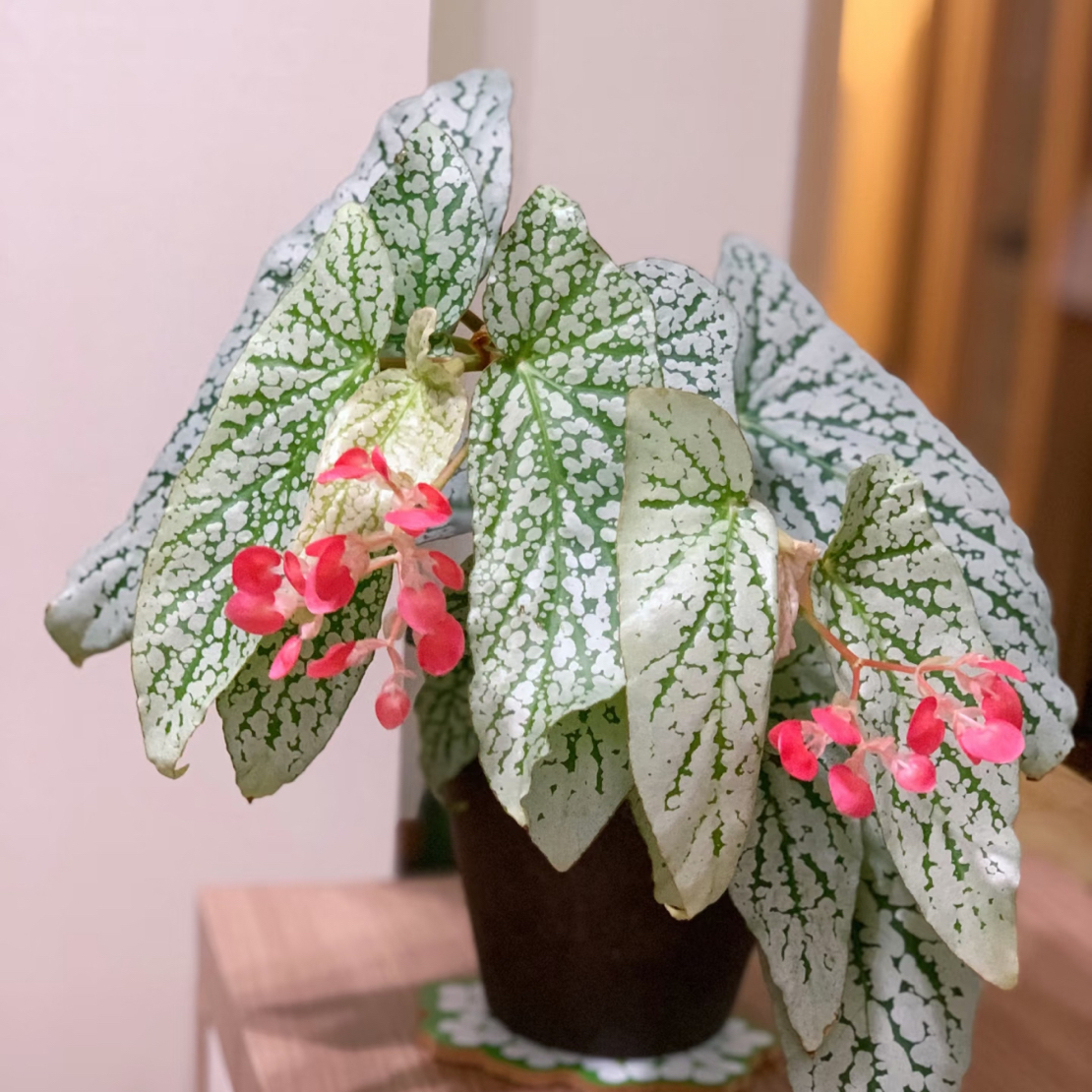 梨花秋海棠室内观叶植物耐阴好养易活绿植盆栽适合书房客厅