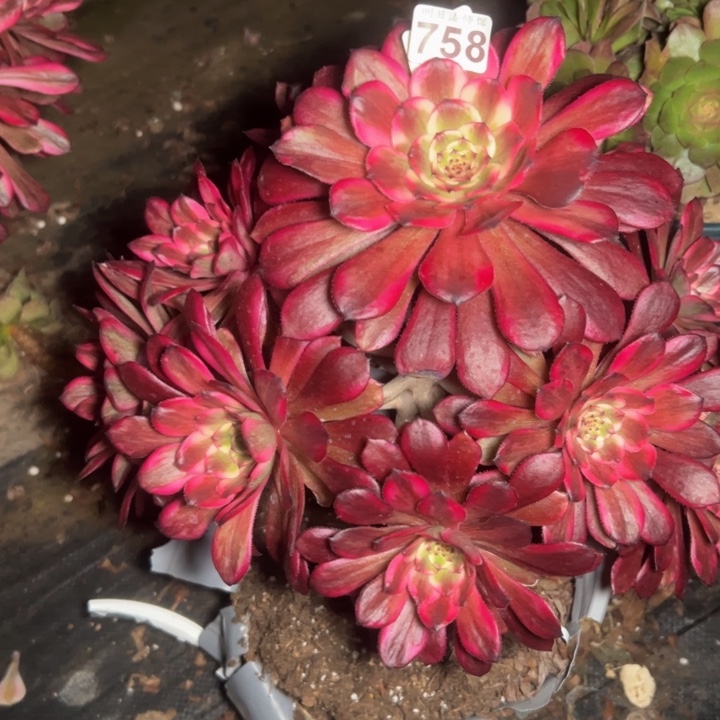 红金刚758多肉法师一物一拍