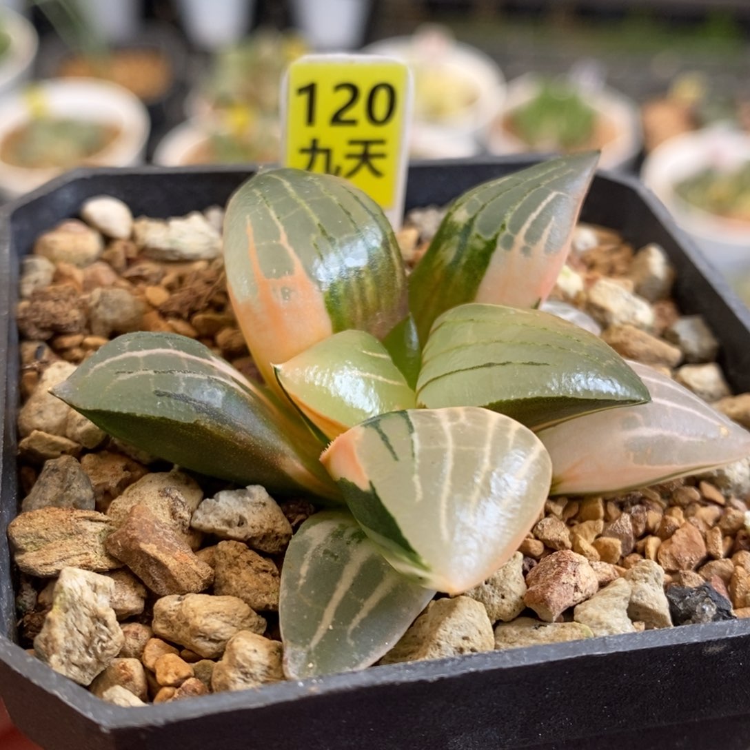 120号阿房宫锦多肉植物