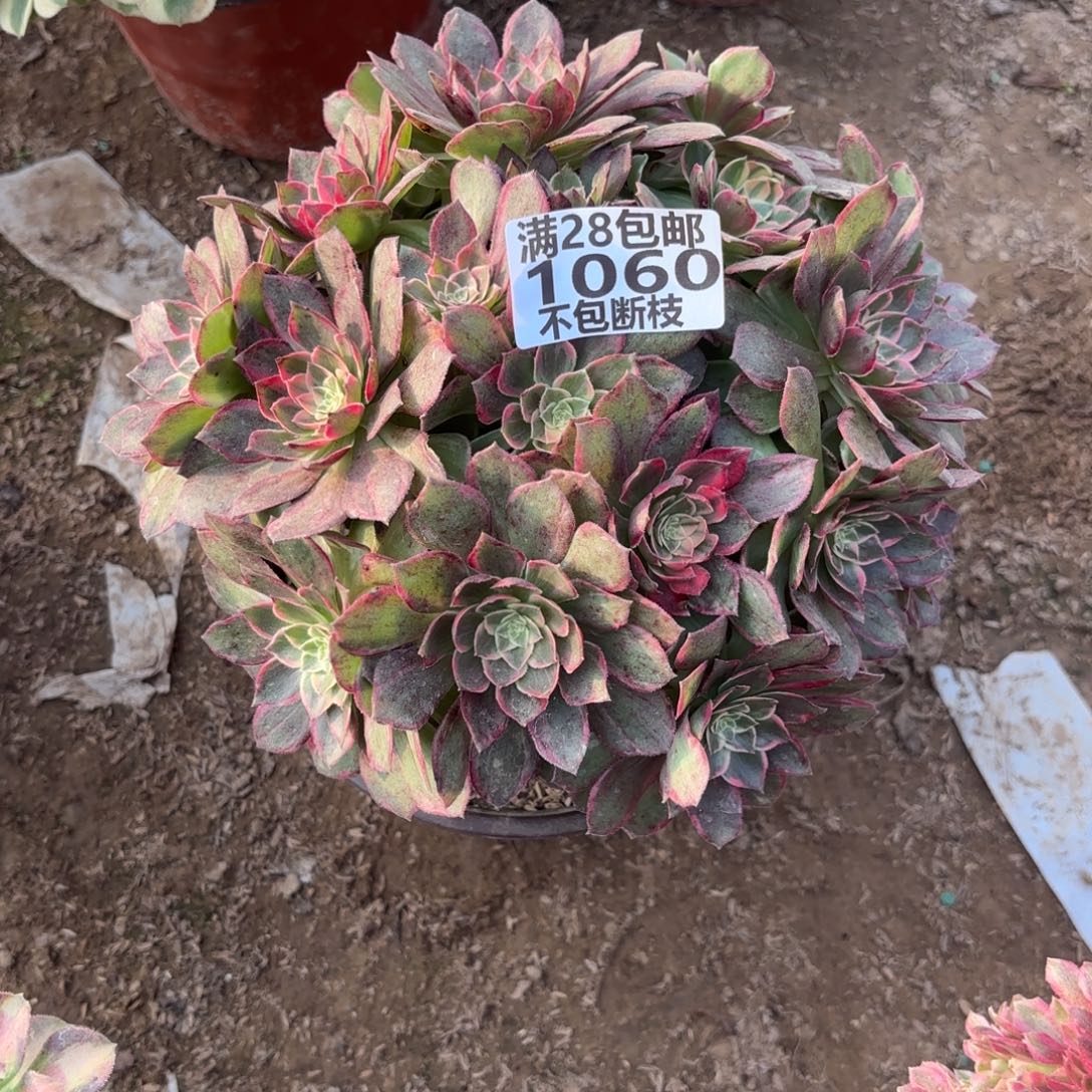 M. 1060万花筒多肉。cad