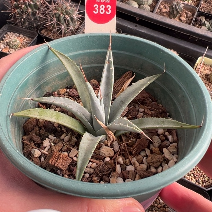 曲刺妖炎一棵仙人球