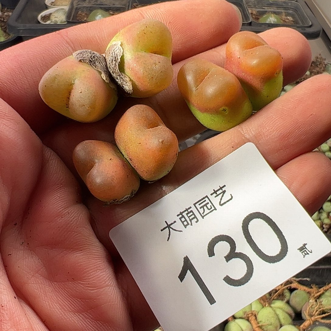 一物一拍。       130