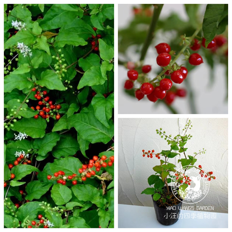 日本胭脂珊瑚珠 多年生宿根草本 耐热耐寒 观花观果 植物盆栽花苗