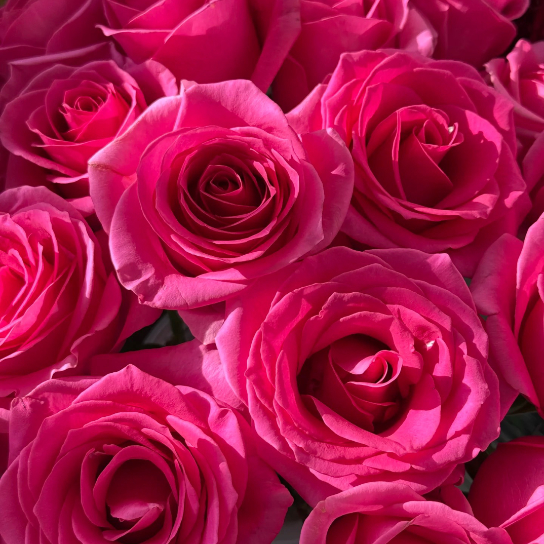 （绿光玫瑰）彩-克里米亚10支！三件顺丰空运20%不售后