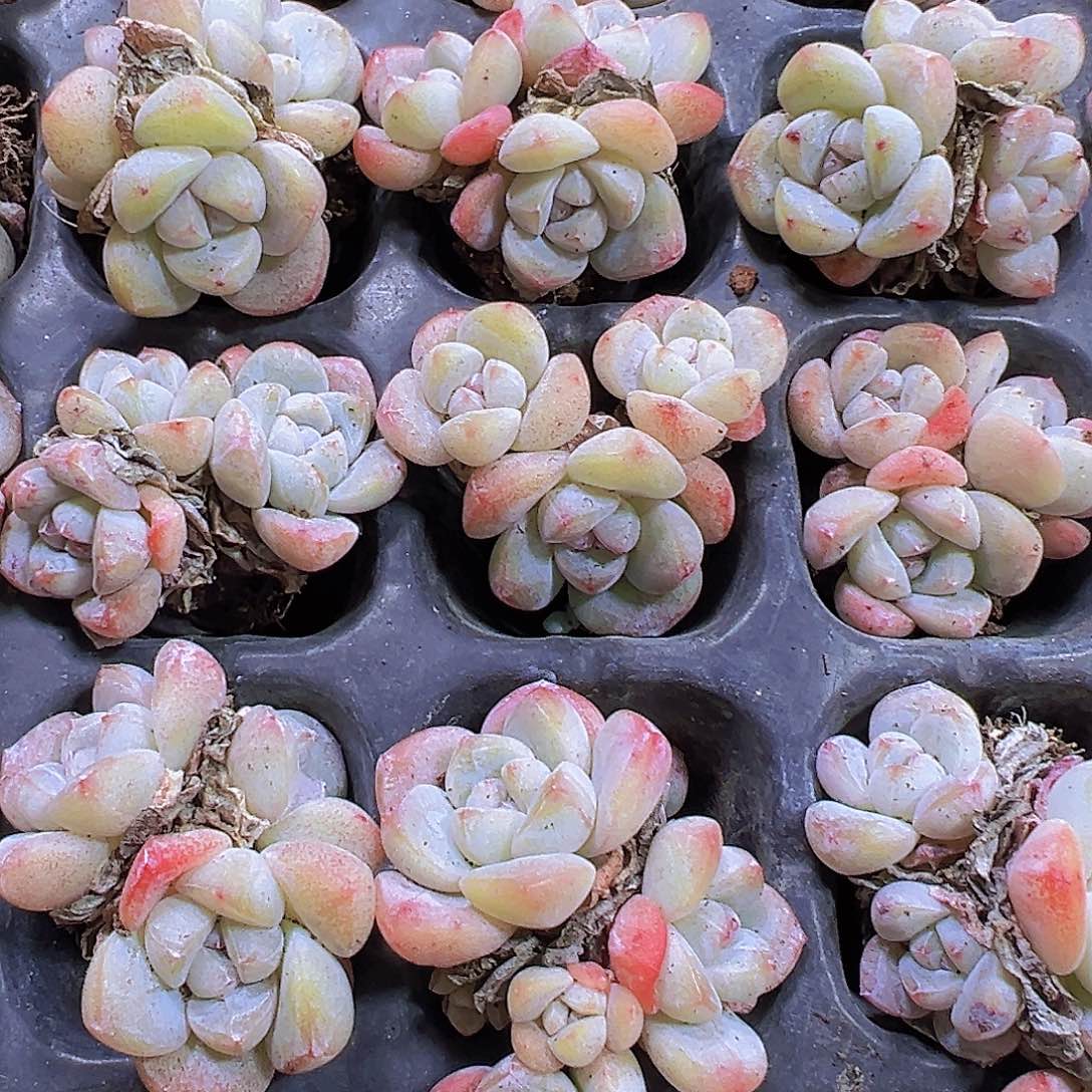 老货冰玉群苗5颗19包邮