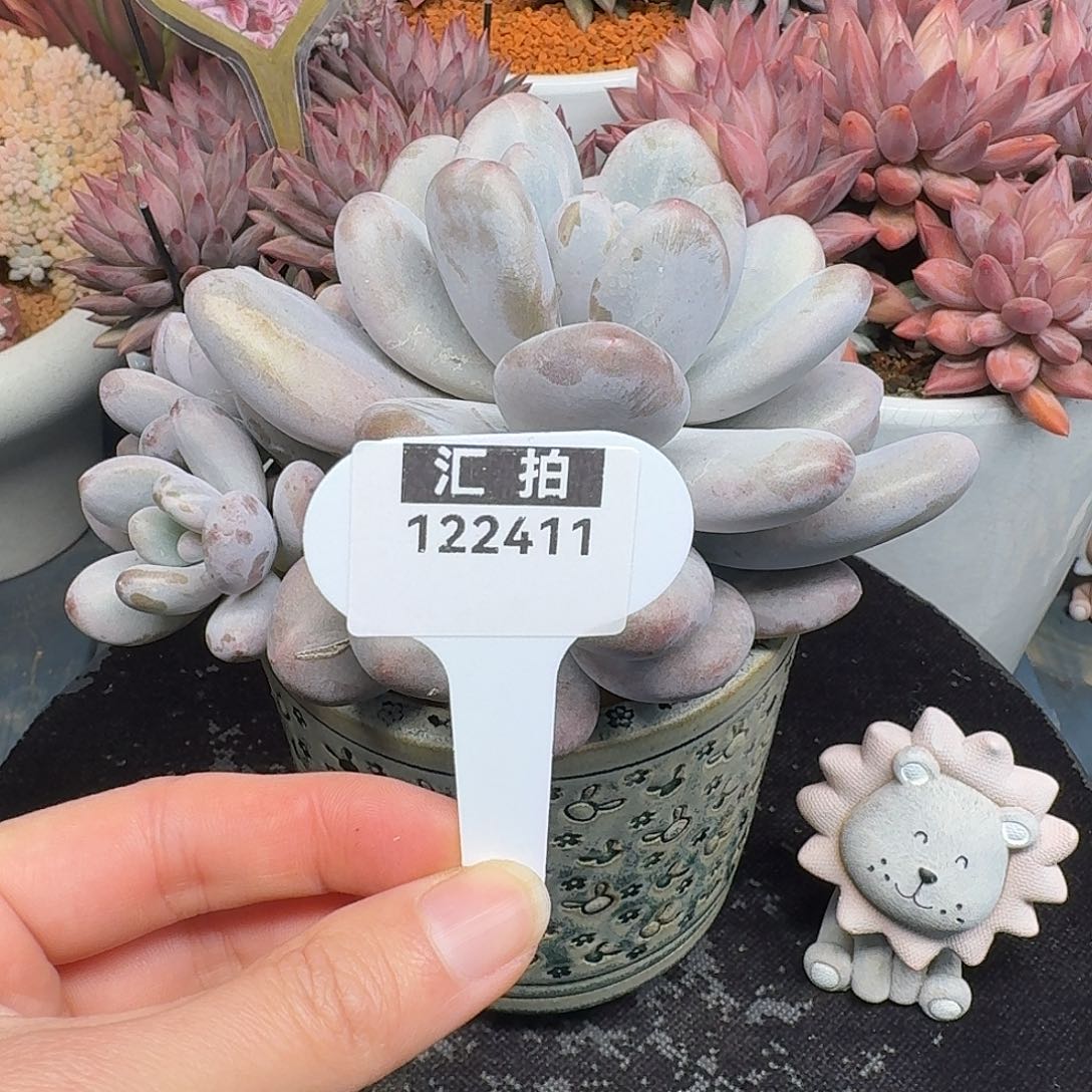 精品多肉植物122411