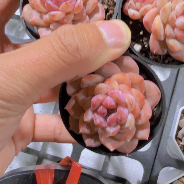 冰冰珍妮五厘米盆三颗