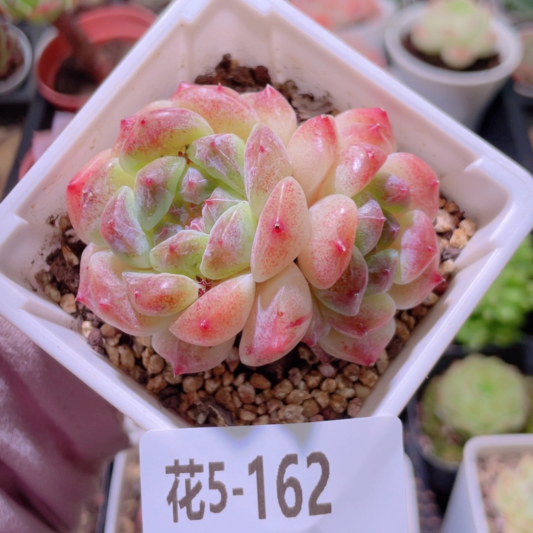 花利美5-162秘境冰魄