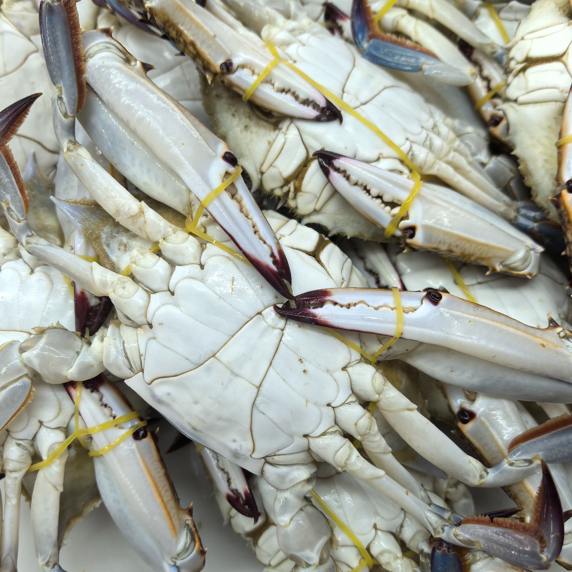 本地叉子大公蟹 规格2两左右只斤 【保鲜不保活】