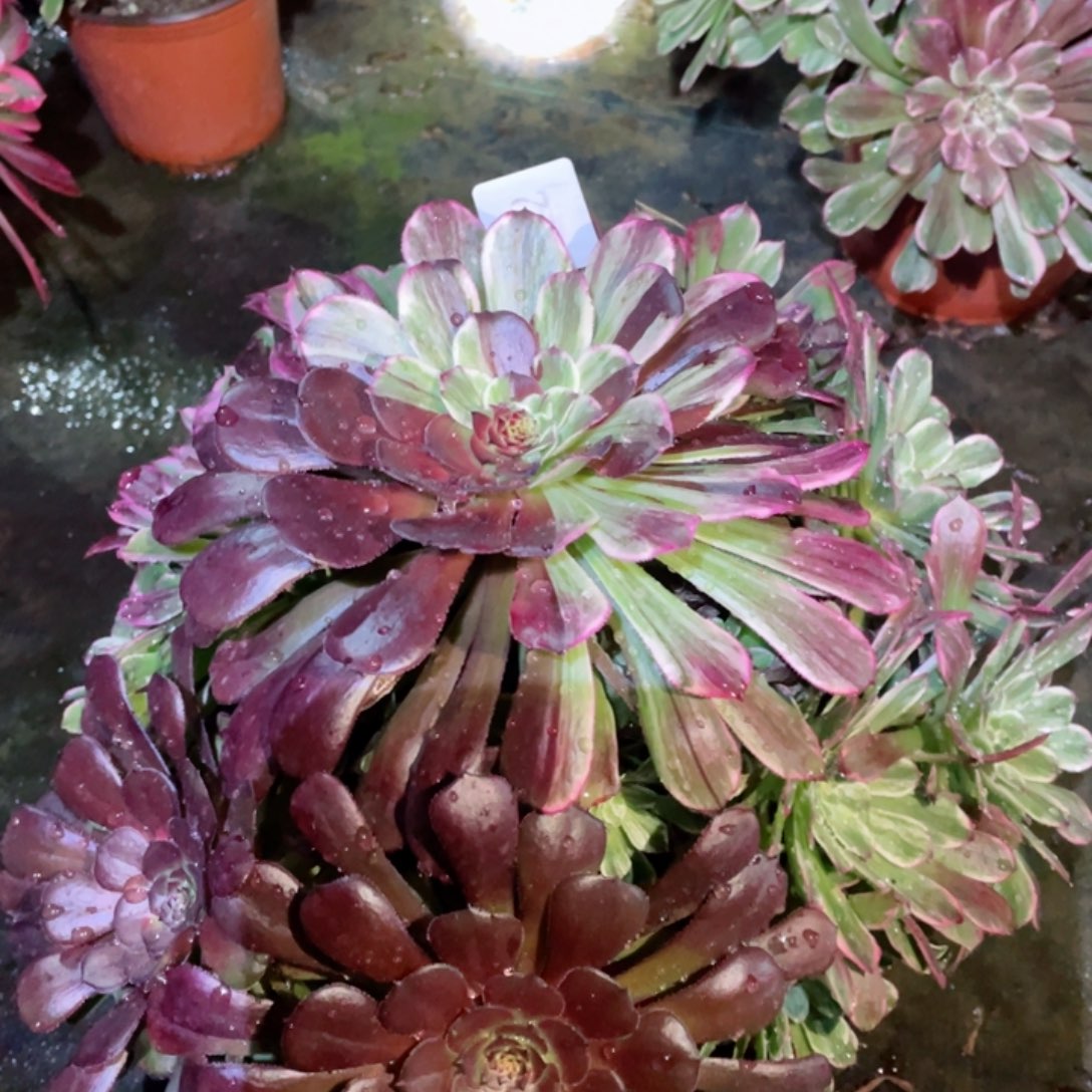 多肉植物水墨画72