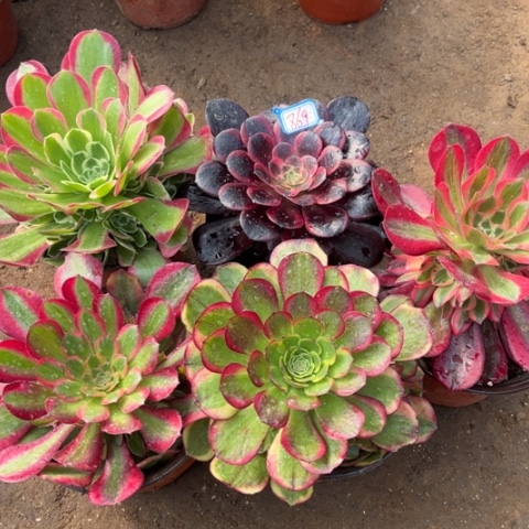 869多肉植物组合