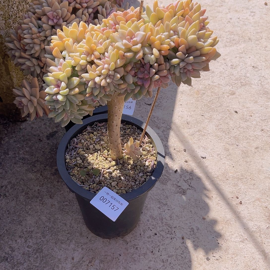 苹****多肉植物淡雪朵朵7157