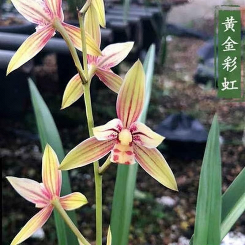 四季建兰花苗黄金彩虹浓香型带花苞盆栽绿植物阳台室内花卉易养花