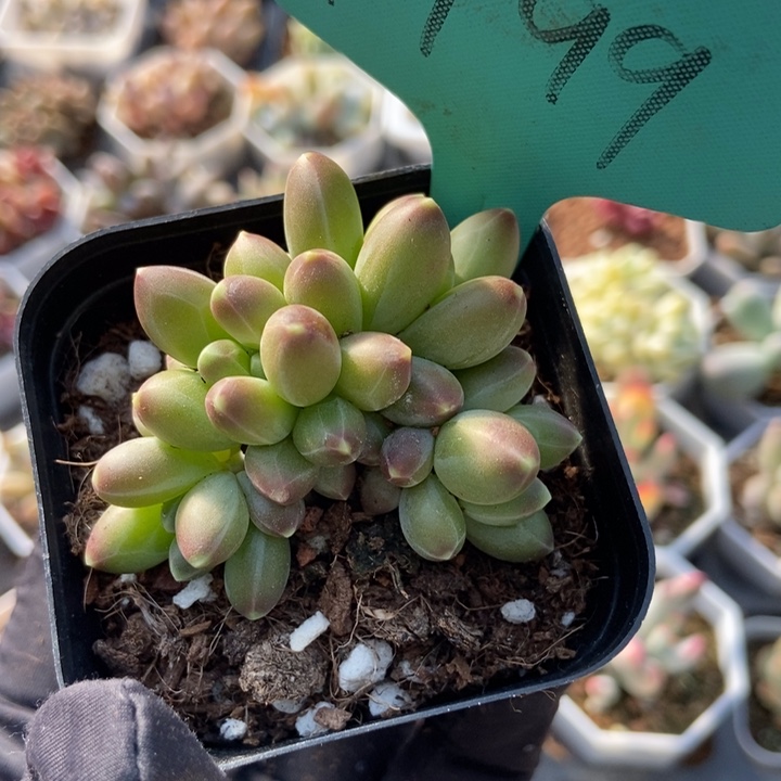 1499千代田多肉植物保护