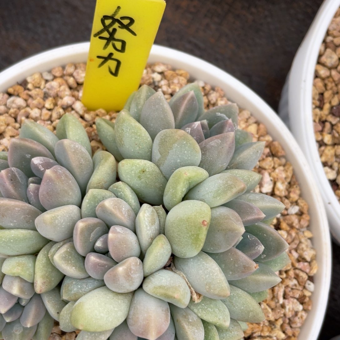 努***鹏姐姐说她真的不是一般意义