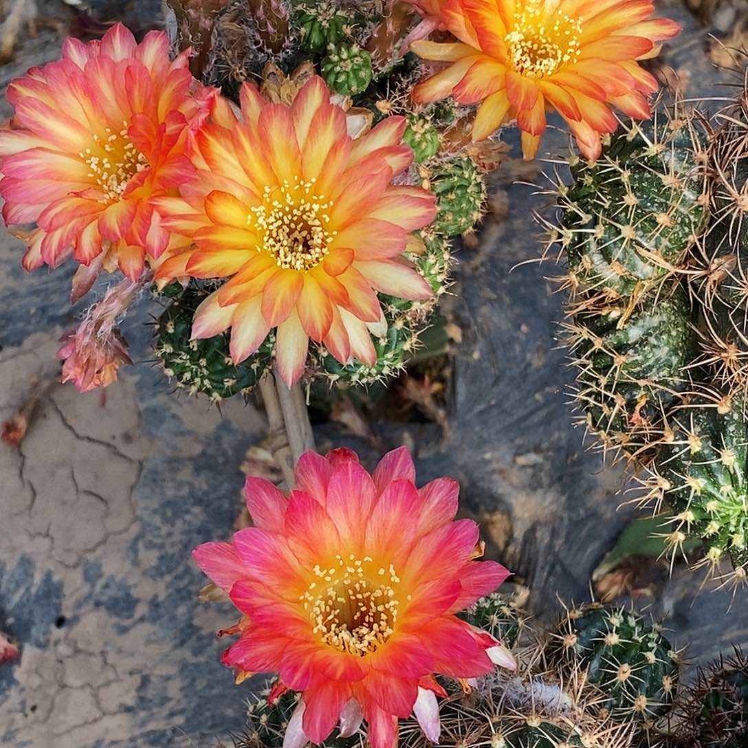 丽 金龙鱼侧芽歪20包邮/3公分