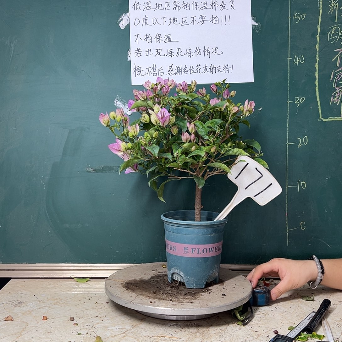 完全开放雪紫171  
