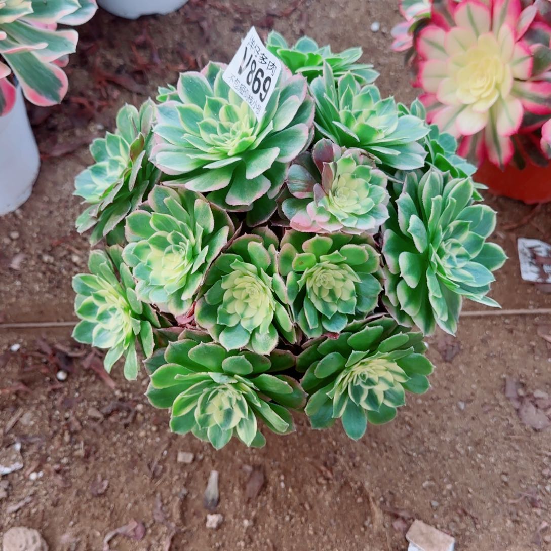 海王法师689冠幅23