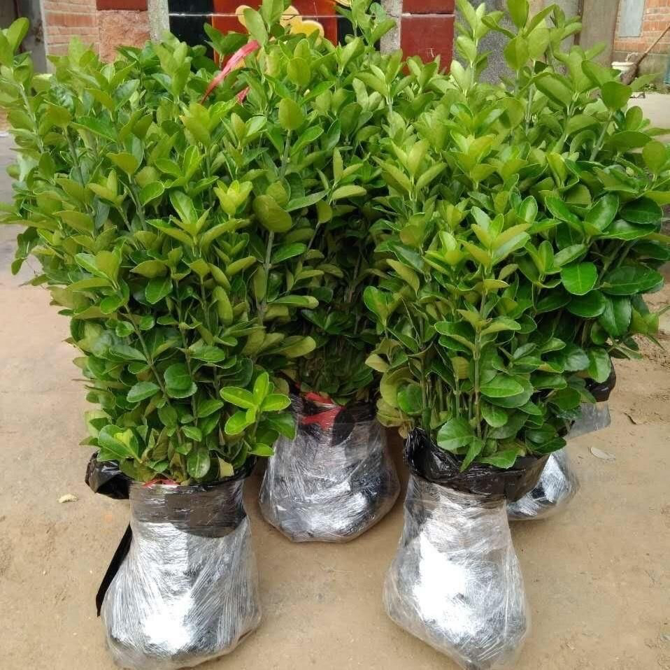 冬青苗冬青树耐寒耐热树苗冬青树苗篱笆苗围墙庭院绿化苗四季常青