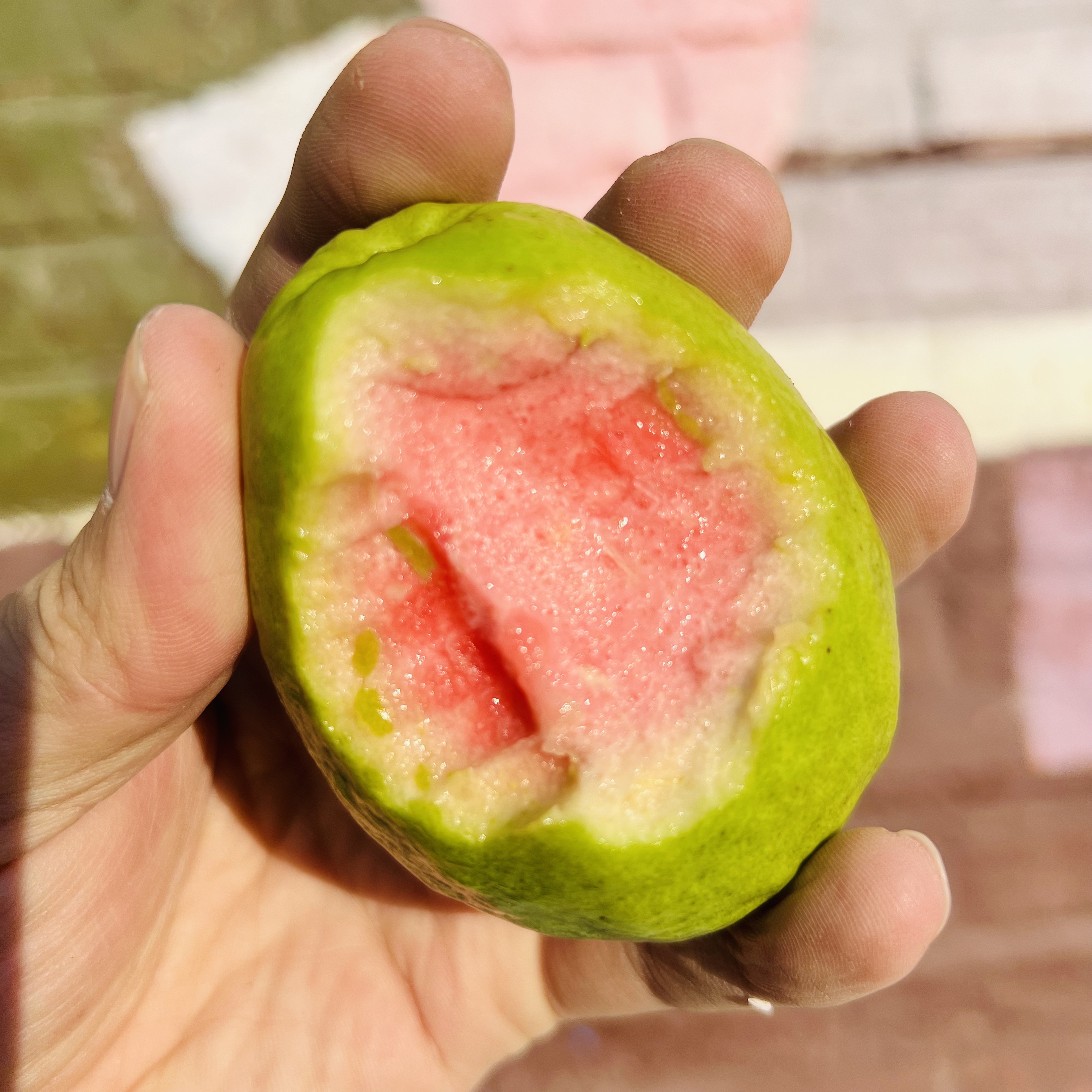 【磊哥心选】喜美树熟粉心芭乐一箱 带箱2.8斤左右 即食脆甜