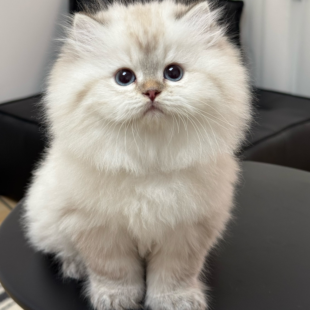 （全款咨询主播）金点长毛弟弟活体猫