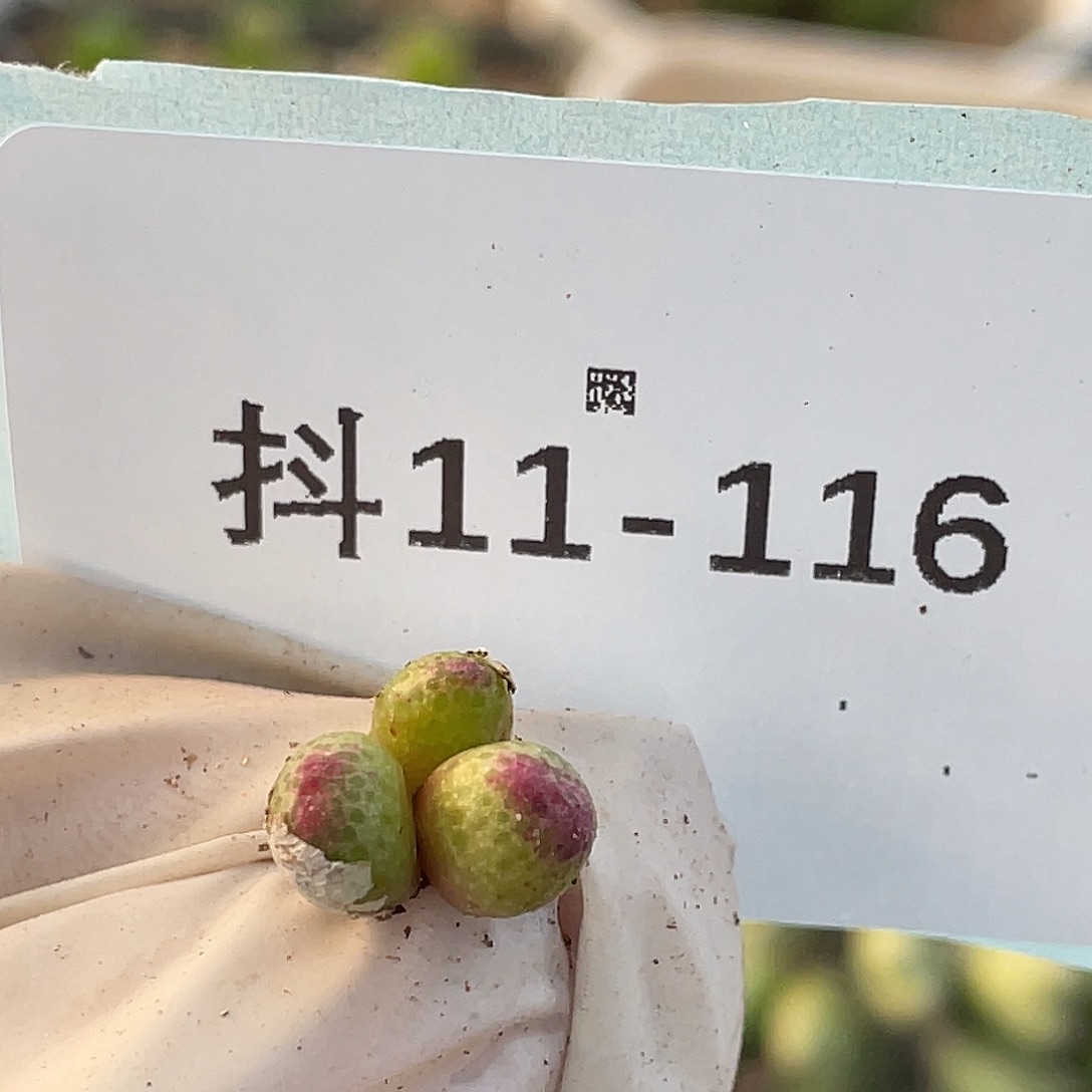 11-116草莓苗多肉植物