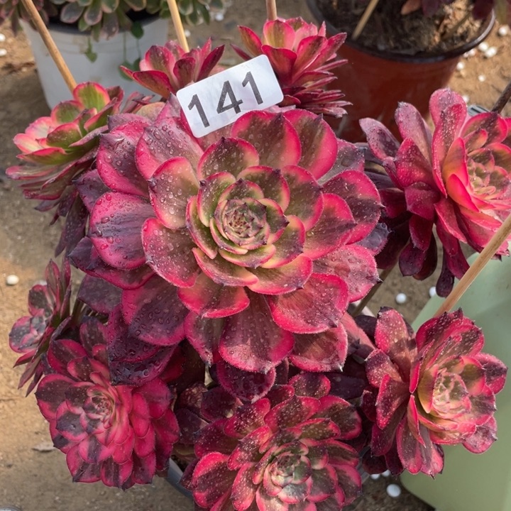 141多肉植物烟花