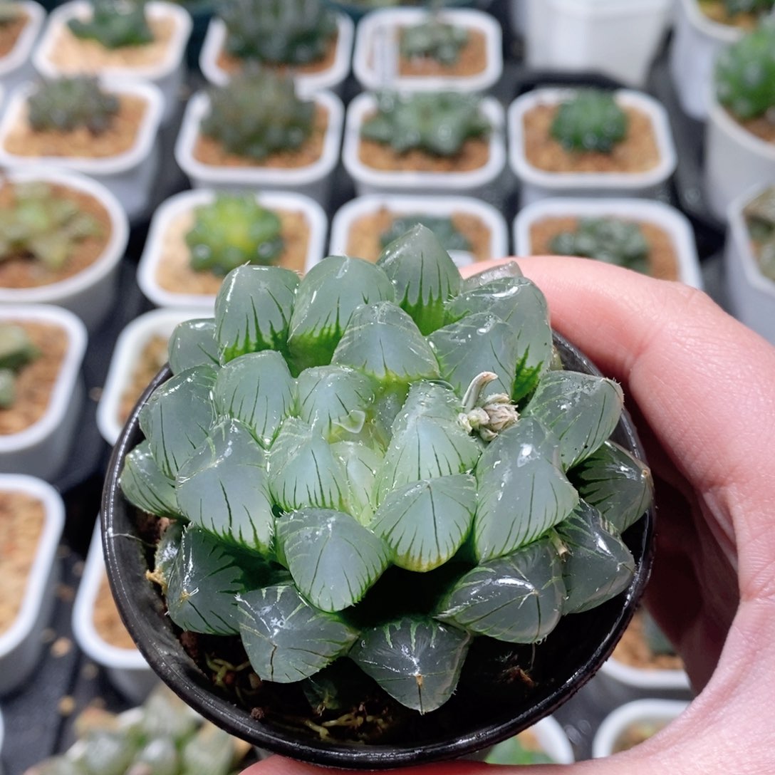蓝镜玉露多肉植物多肉植物