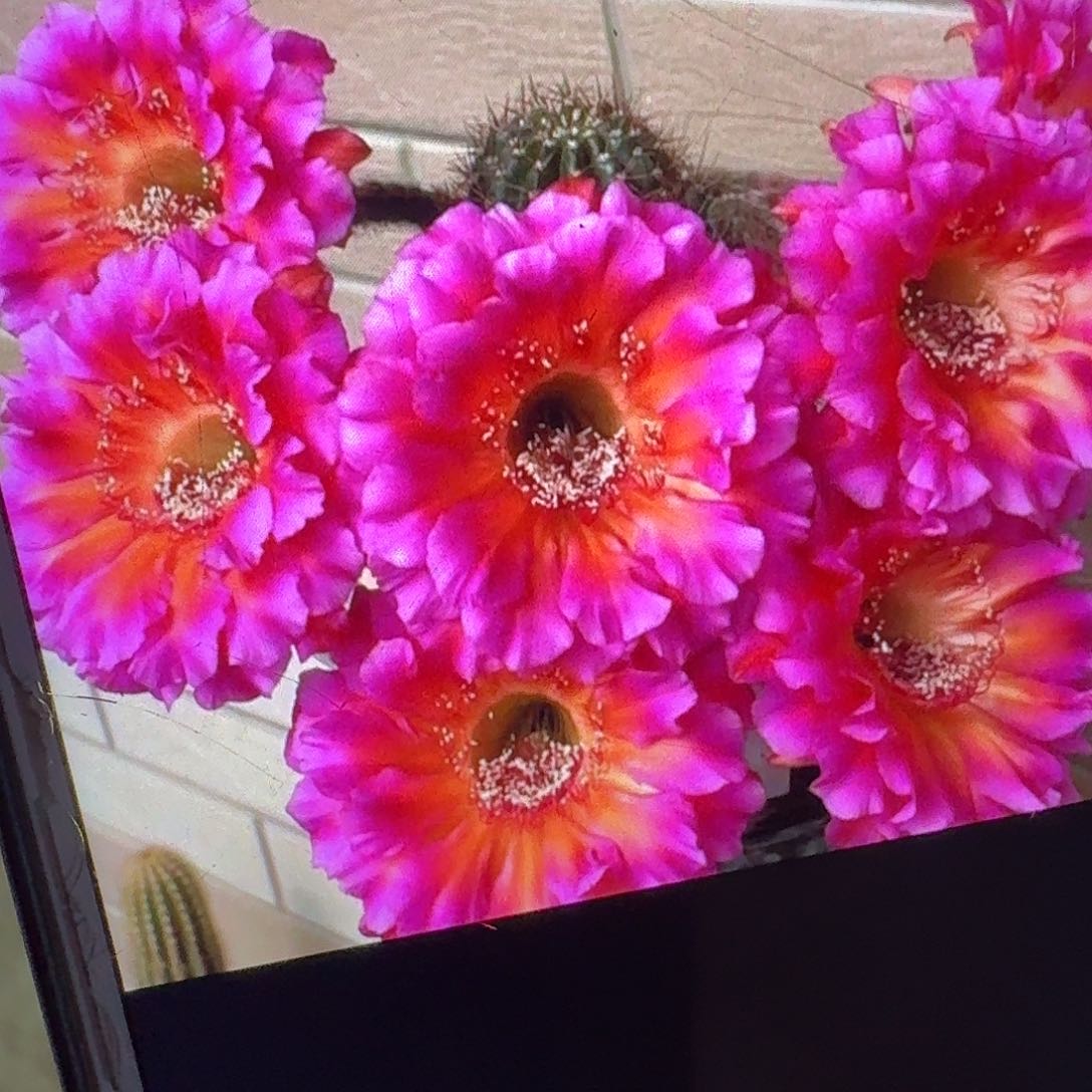 闪耀侧芽4公分彩草