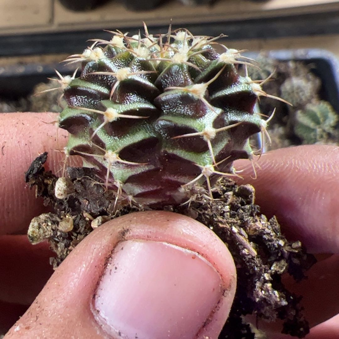 当前无花栽培后可以开花310