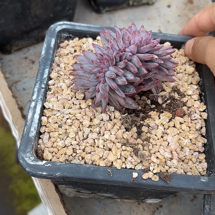 虞美人群生缀化多肉
