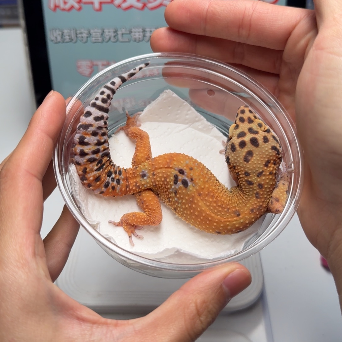 豹纹守宫血翡翠妹妹