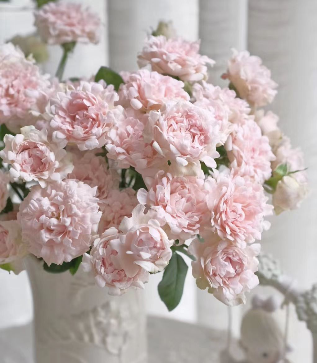 YZ【A级苏芬海葵多头玫瑰】全场任意满两单鲜花升级快递