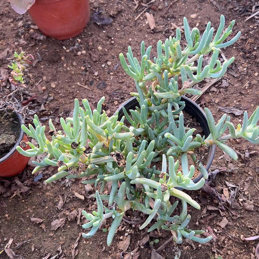 多肉植物橙花奔龙