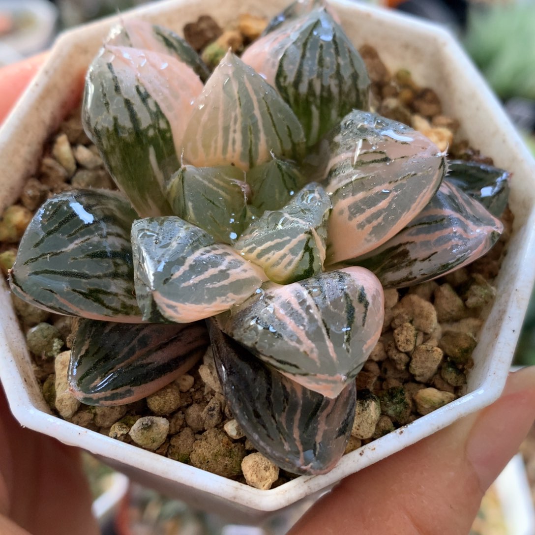 玉潭寿锦，带盆一起