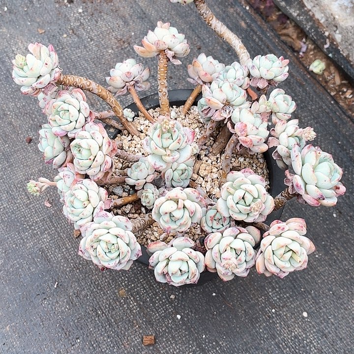 多肉植物，香草一颗
