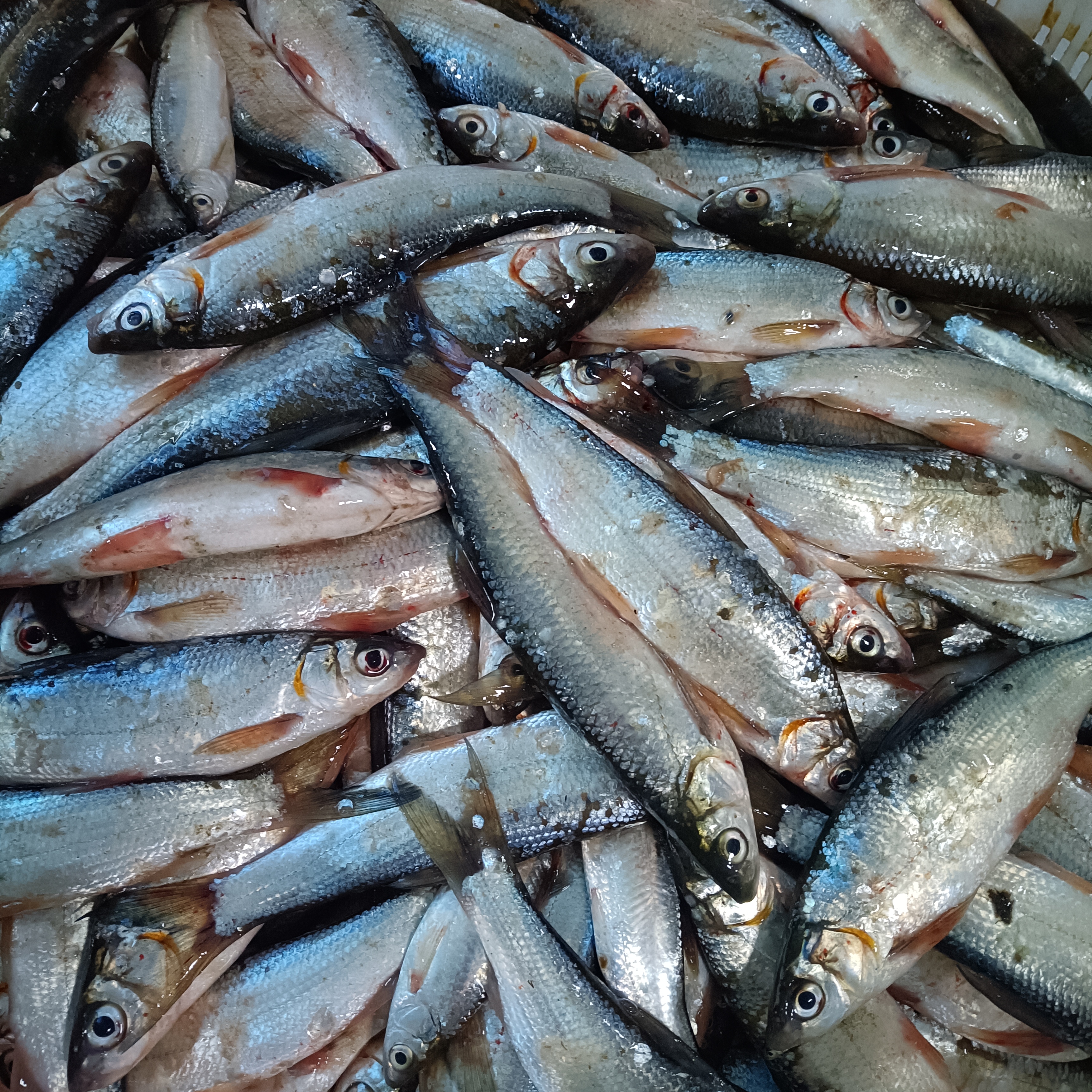 【顺丰包邮】东北野生小杂鱼速冻包邮
