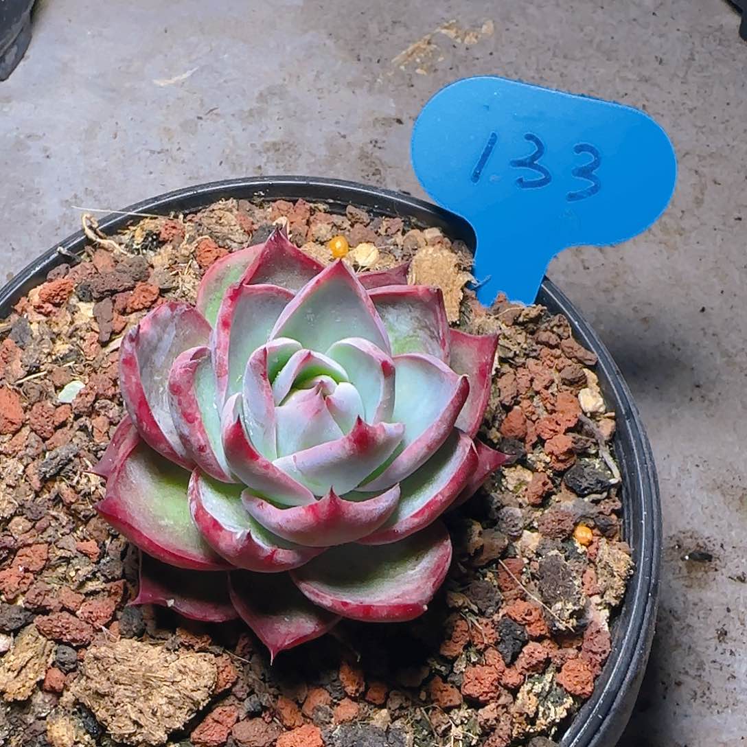 惊鸿仙子一物一拍133号