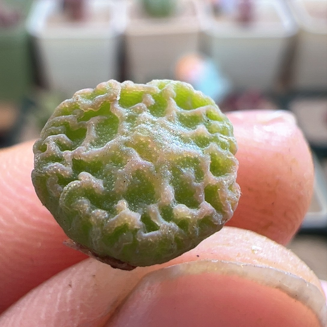 450。青蛙种源dt7778超烧