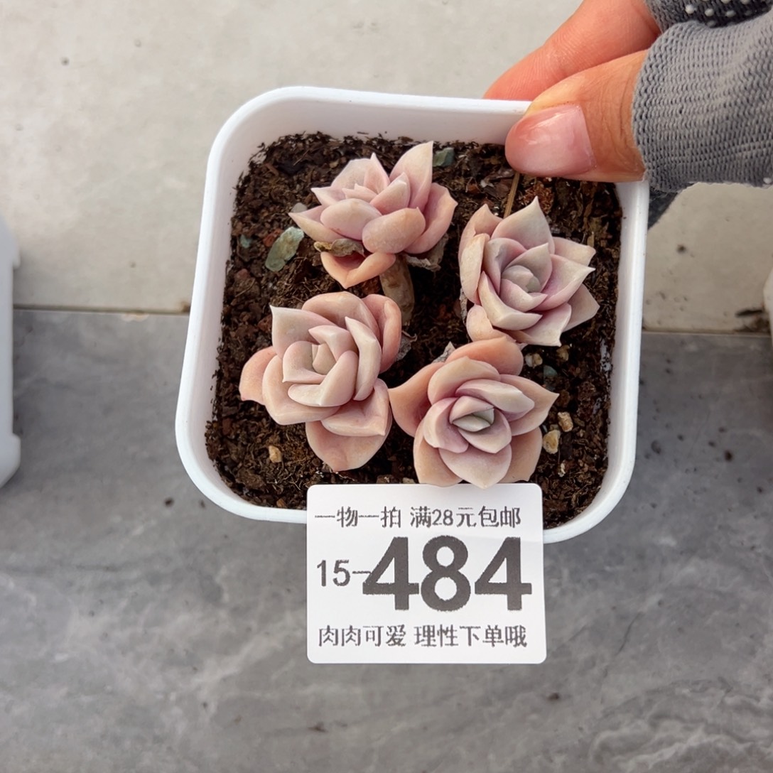 可爱玫瑰多肉多肉多肉多肉多肉