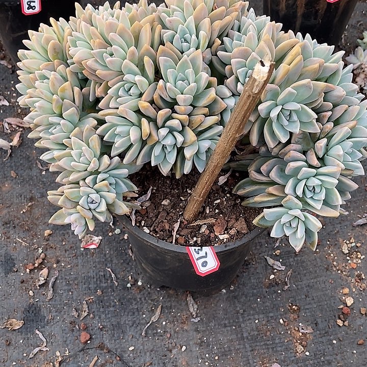 370 淡雪缀 一物一拍多肉