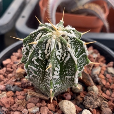 核桃般洛实生3仙人球