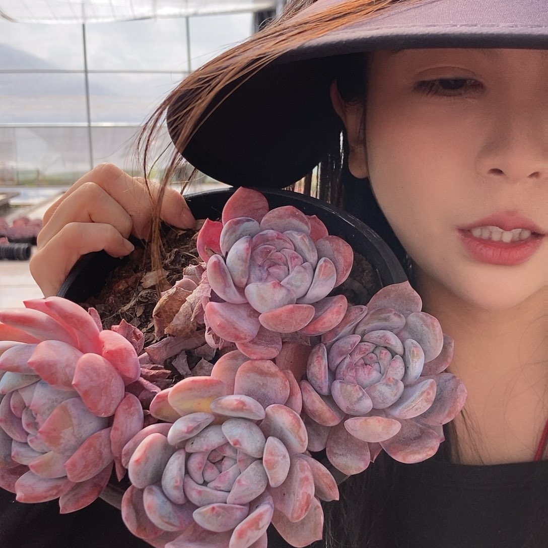 星影黑圆宝盆多头