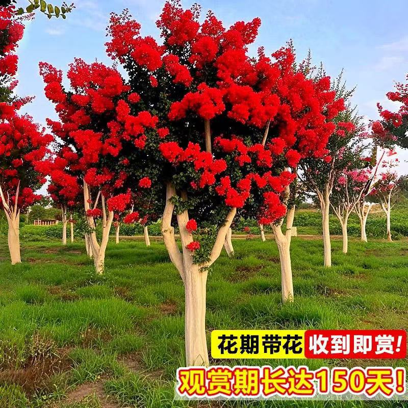 耐寒别墅紫薇树苗庭院绿化植物四季紫薇花树苗风景树耐寒花卉植物