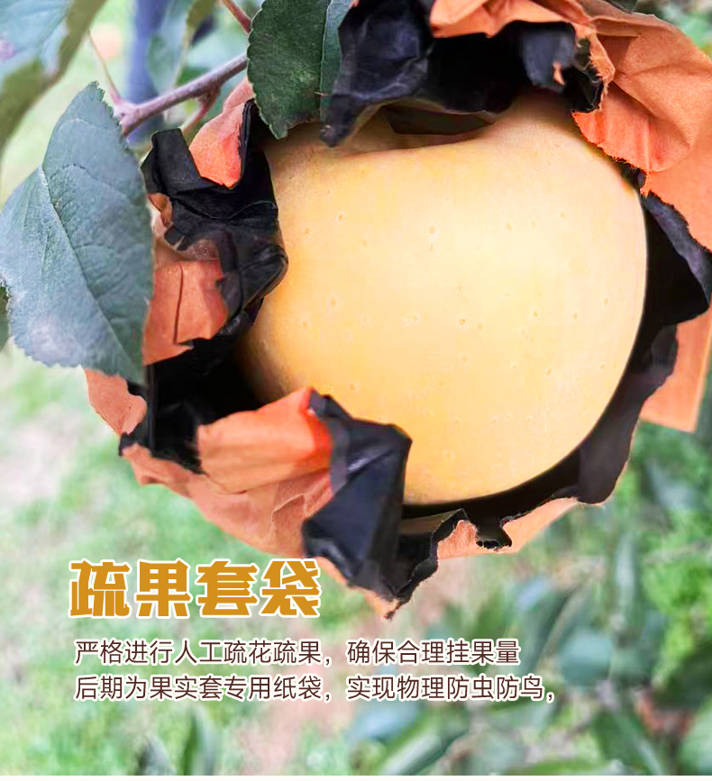 球球有果【中果发顺丰】黄金维纳斯苹果香甜爽脆现摘现发新鲜水果