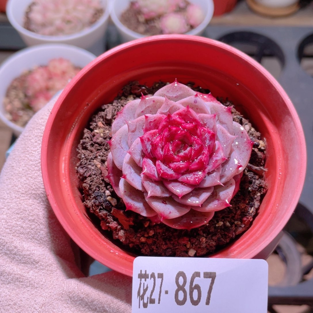 花利美27-867落霞