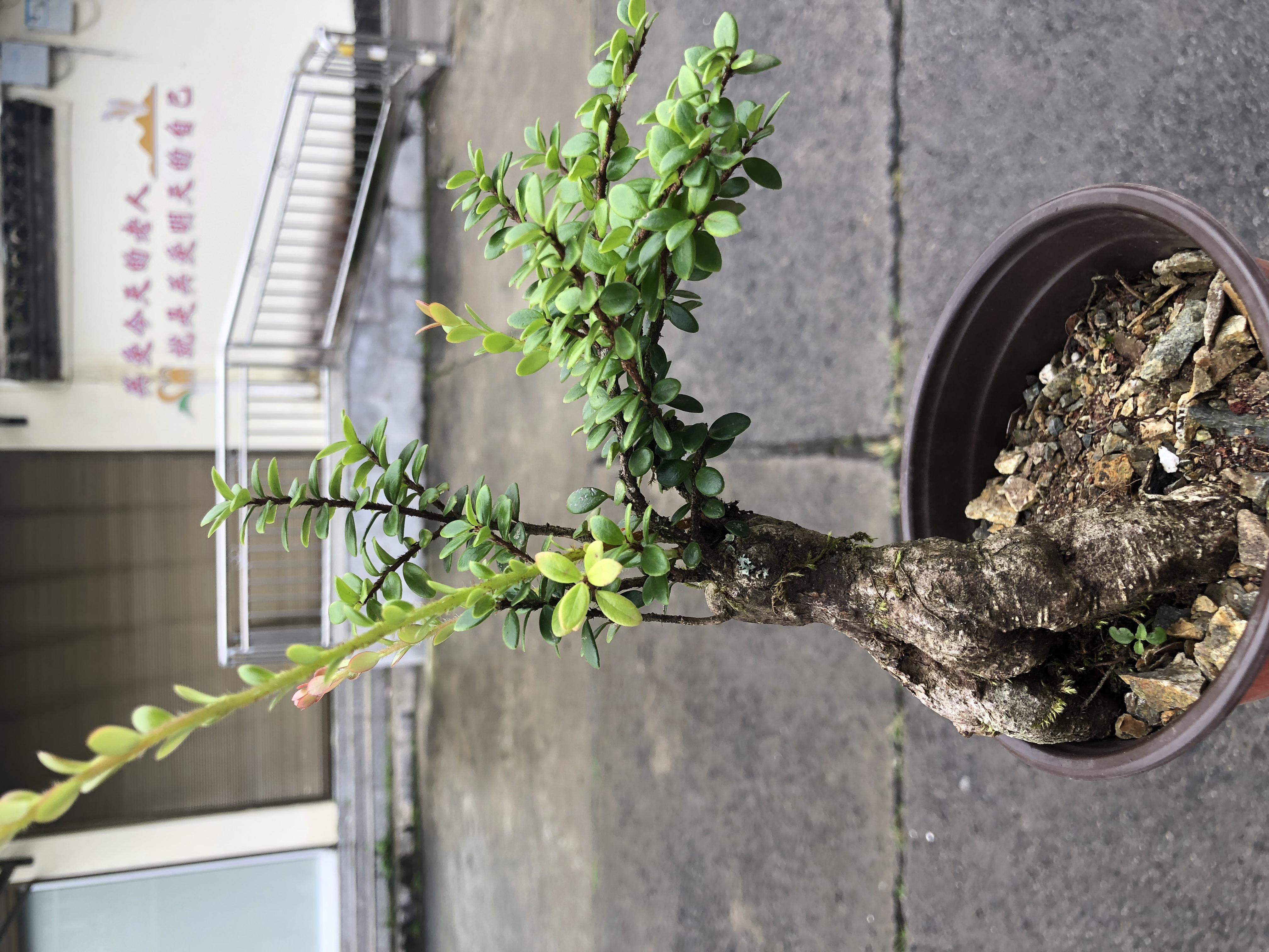 大叶五翅莓（胡萝卜）