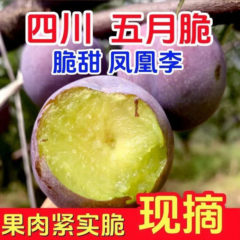 四川五月脆凤凰李新鲜脱骨水果脆甜肉厚现摘